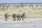 plains zebras