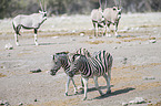 2 plains zebras