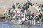 plains zebras