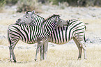 2 plains zebras