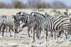 plains zebras