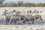 plains zebras