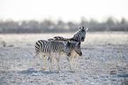 plains zebras