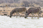 plains zebras
