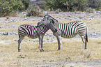 2 plains zebras