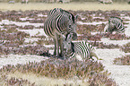 2 plains zebras