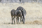 2 plains zebras
