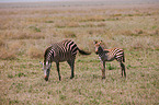 plains zebras