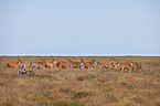 plains zebras and elands