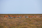 plains zebras and elands