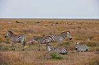 plains zebras and elands