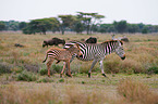 plains zebras