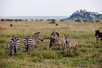 plains zebras