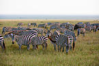 plains zebras