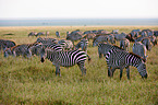 plains zebras