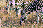Burchells Zebras