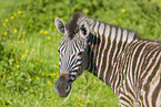 plains zebra