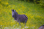 plains zebra