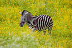 plains zebra