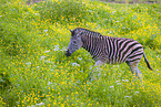 plains zebra