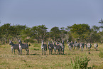 plains zebra