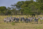 plains zebra