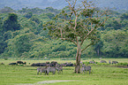 plains zebra