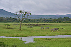 plains zebra