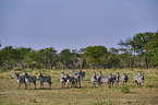 plains zebra