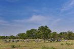 plains zebra