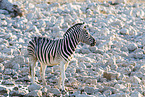 plains zebra