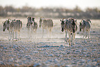 plains zebras