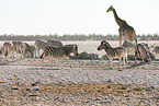 plains zebras