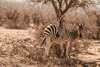 plains zebra