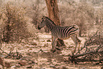 plains zebra