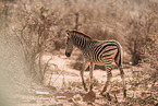 plains zebra