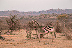 plains zebra