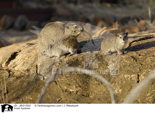 Buschschliefer / bush hyraxes / JR-01502