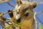 bush hyrax