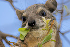 bush hyrax