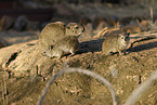 bush hyraxes