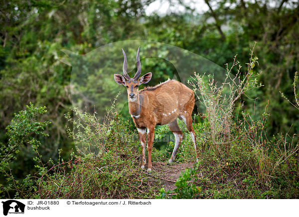 bushbuck / JR-01880