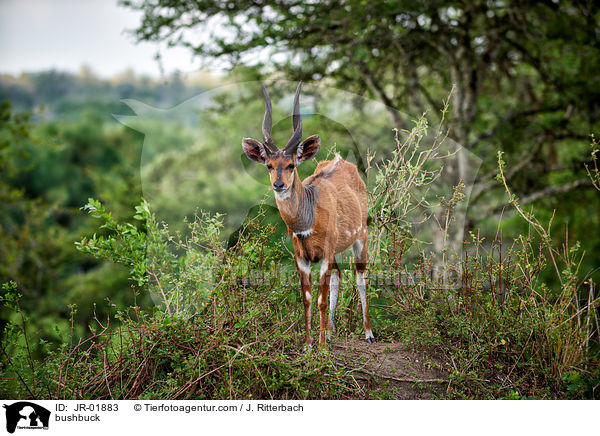 Buschbock / bushbuck / JR-01883