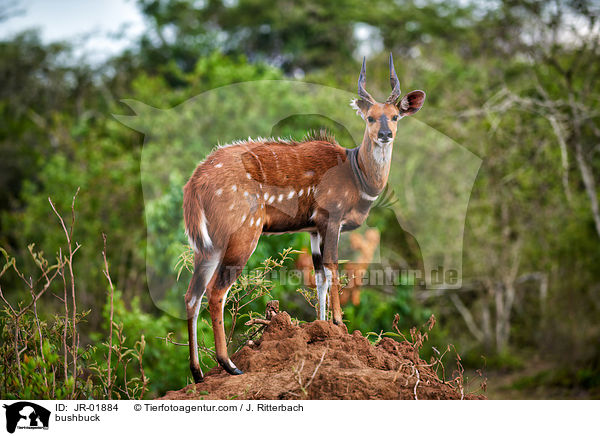 Buschbock / bushbuck / JR-01884