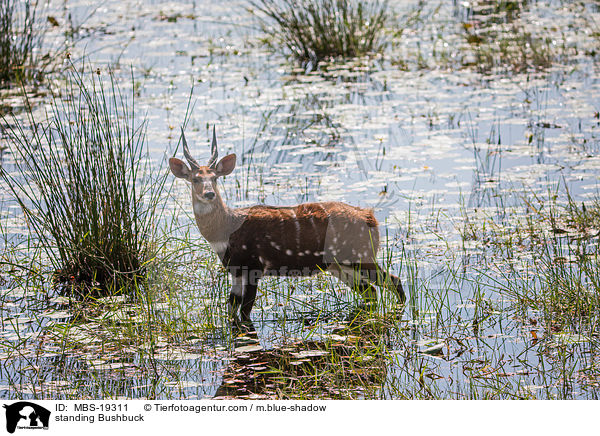 stehende Schirrantilope / standing Bushbuck / MBS-19311