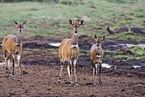 female bushbucks