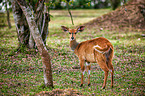 bushbuck