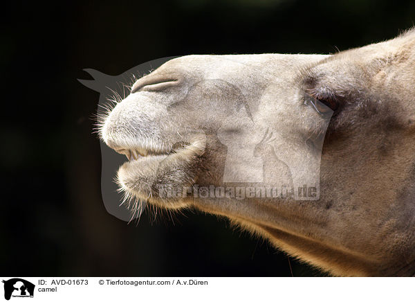 camel / AVD-01673