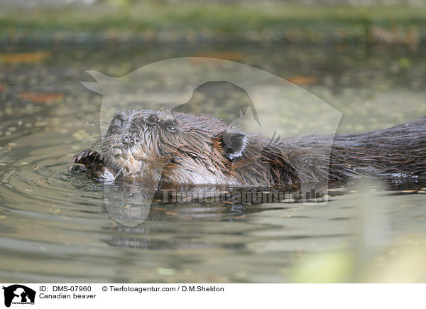 Canadian beaver / DMS-07960
