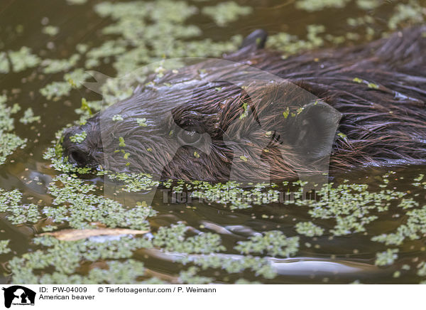 American beaver / PW-04009